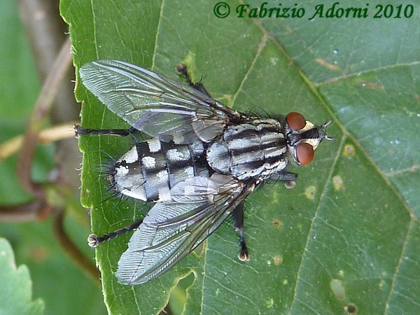 Sarcophaga sp., maschi